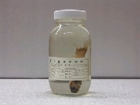 藏品(渡瀨頭光魚)的圖片